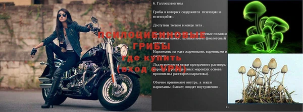 ПСИЛОЦИБИНОВЫЕ ГРИБЫ Белокуриха