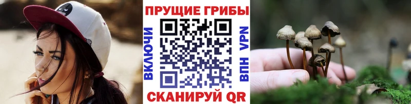 цены   дарк нет формула  Псилоцибиновые грибы Psilocybine cubensis  Кузнецк 